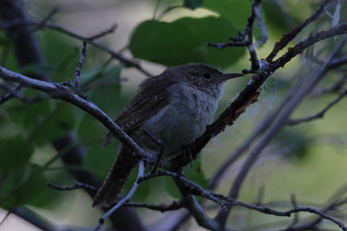 House Wren - ML620705795