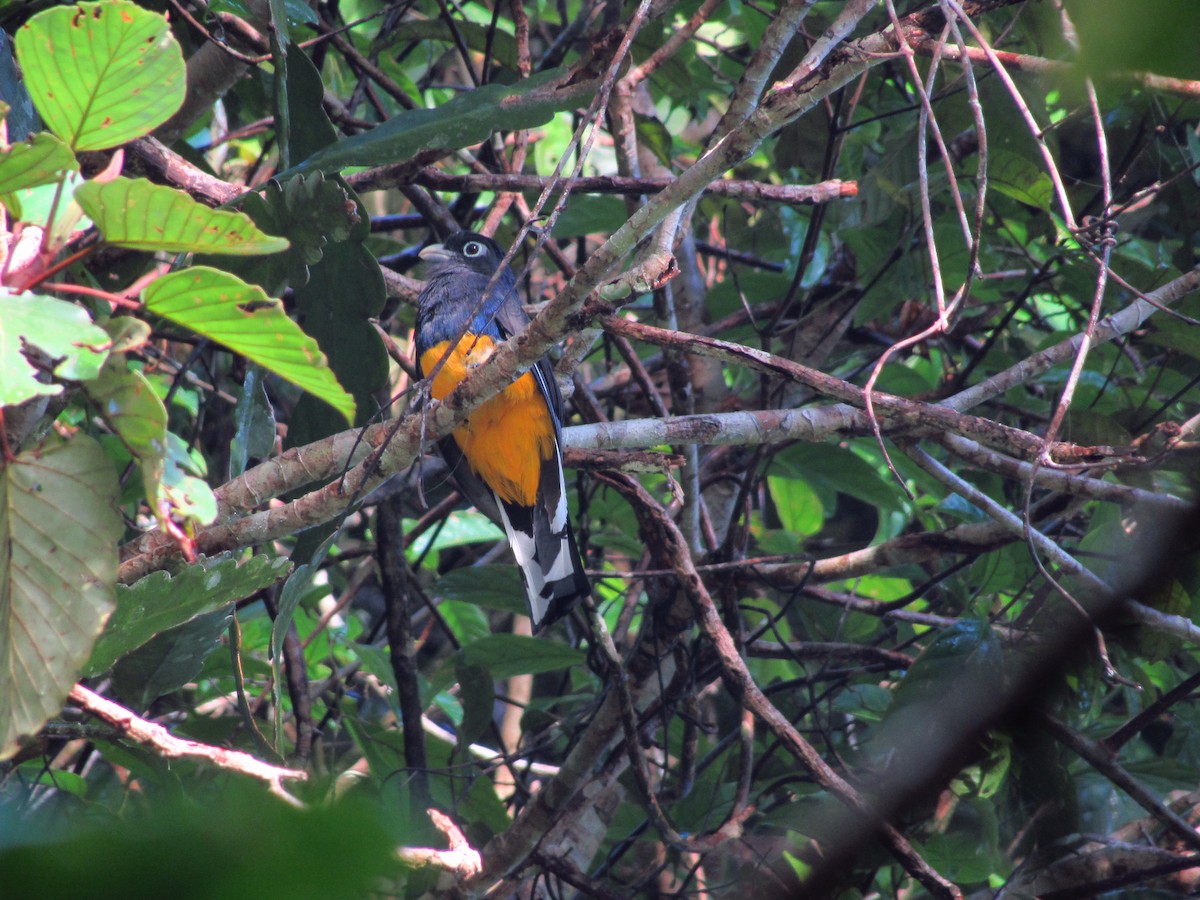 trogon zelenohřbetý - ML620705796