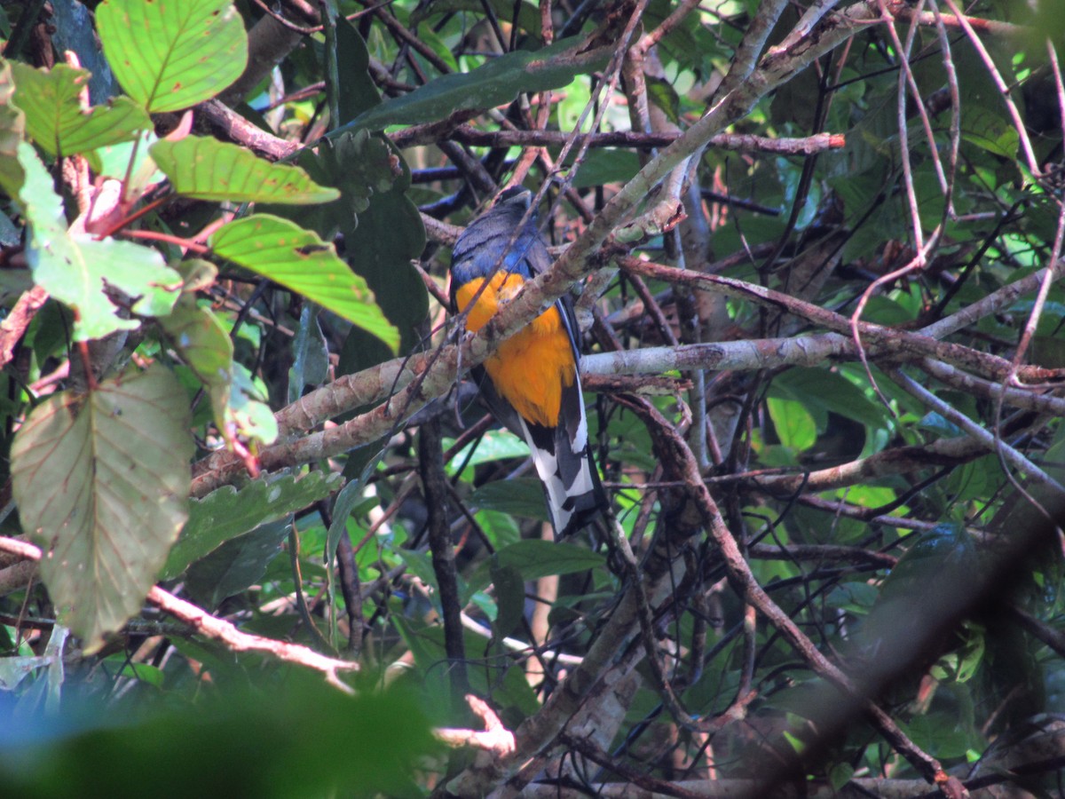 Trogon à queue blanche - ML620705797