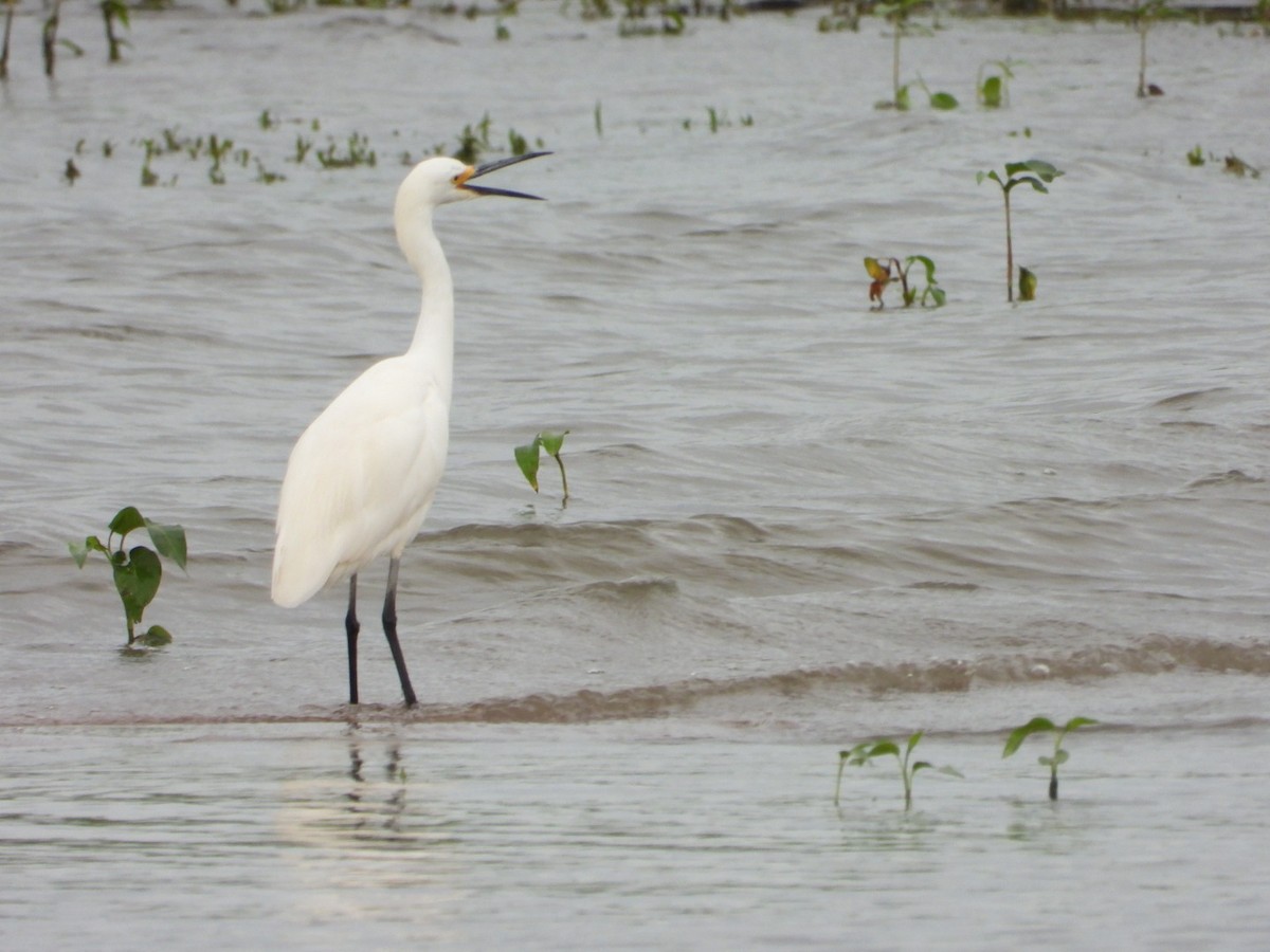 Snowy Egret - ML620705798