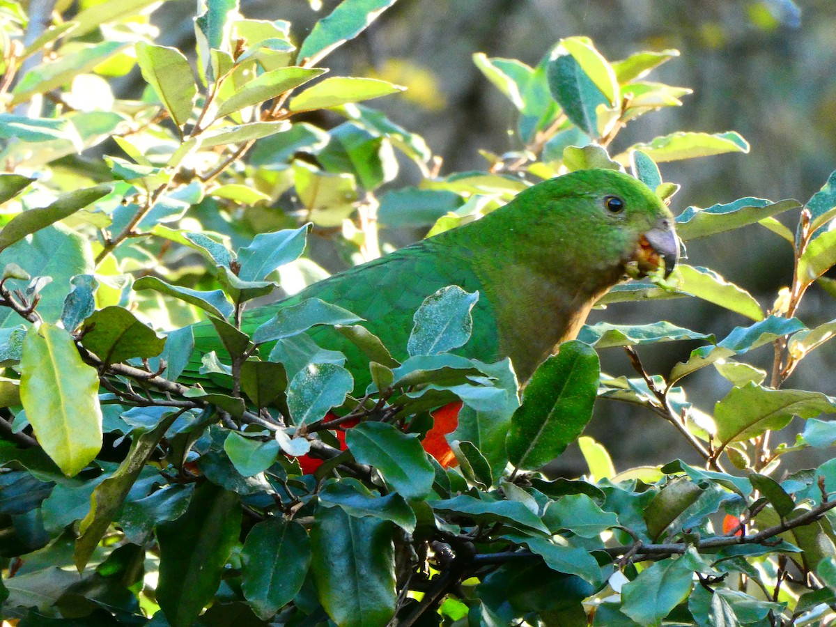 キンショウジョウインコ - ML620705799