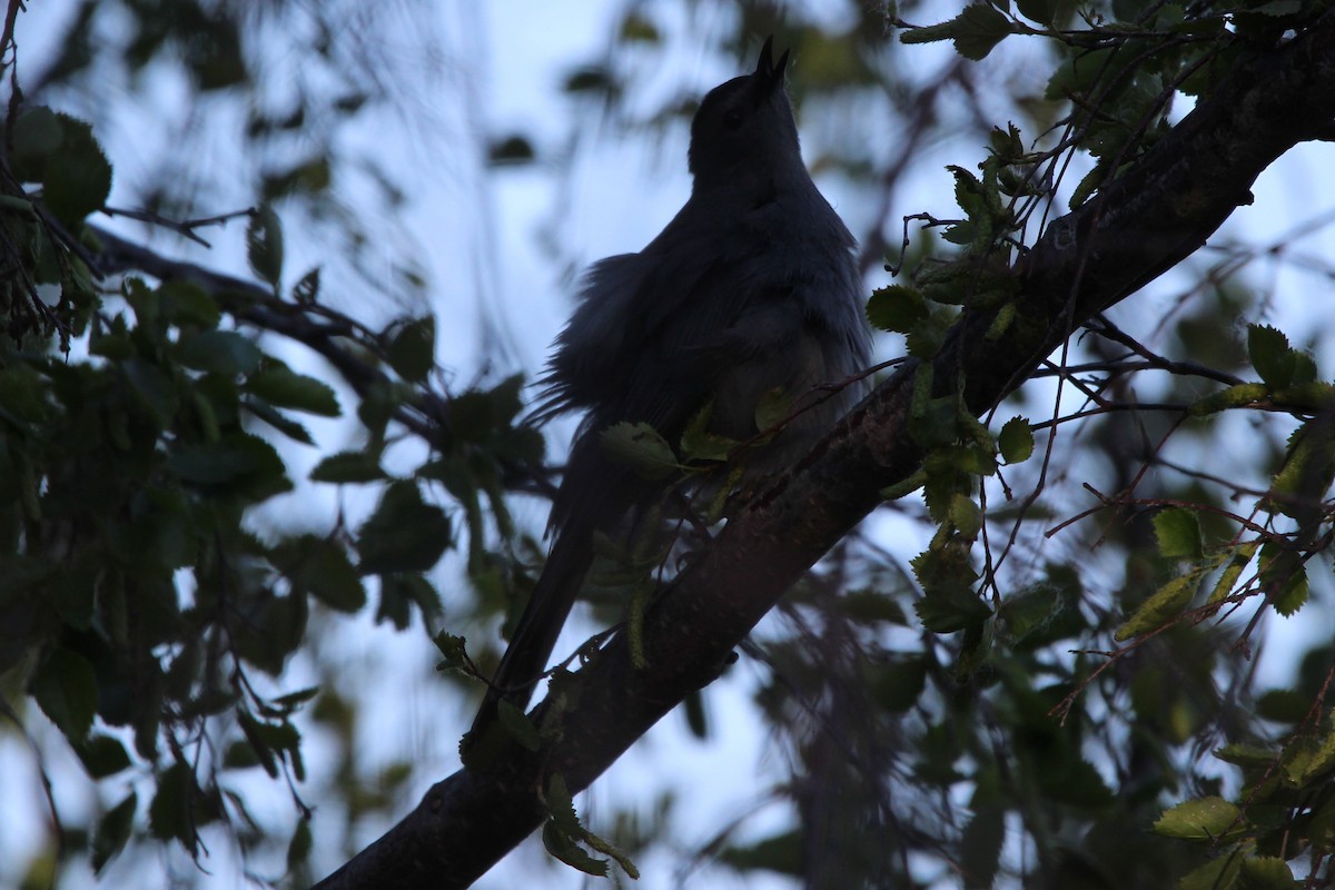 Pájaro Gato Gris - ML620705800