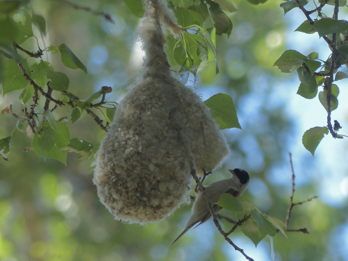 White-crowned Penduline-Tit - ML620705801