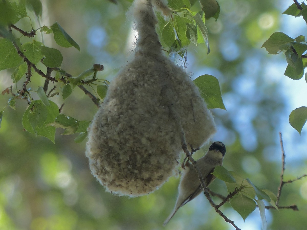 White-crowned Penduline-Tit - ML620705802