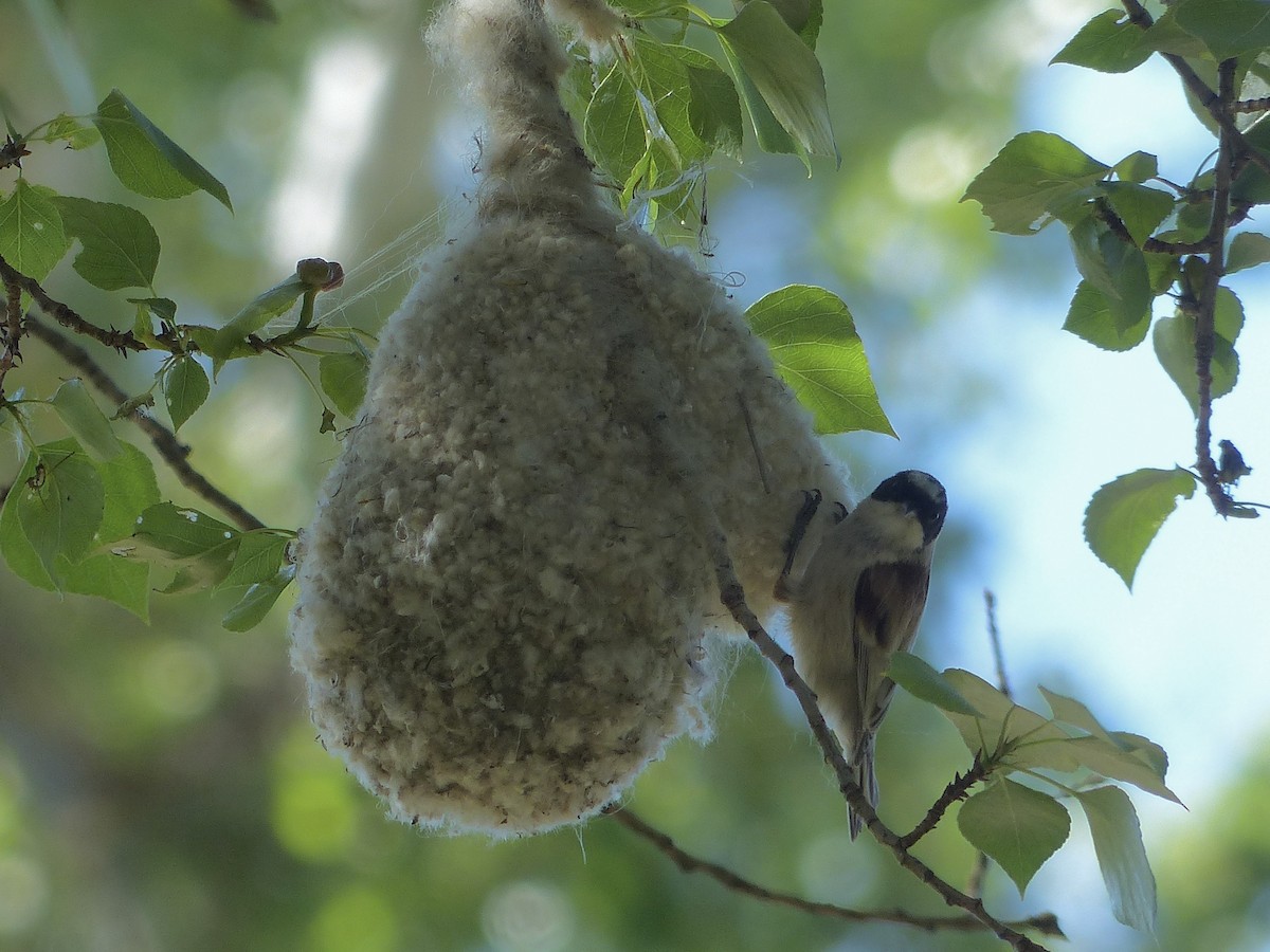 White-crowned Penduline-Tit - ML620705803