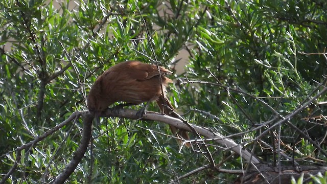 Tibetan Babax - ML620705804