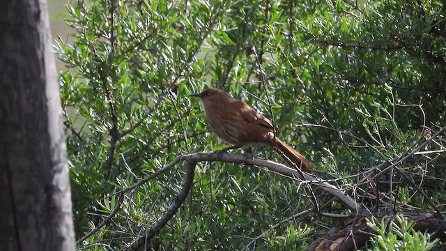 Tibetan Babax - ML620705805