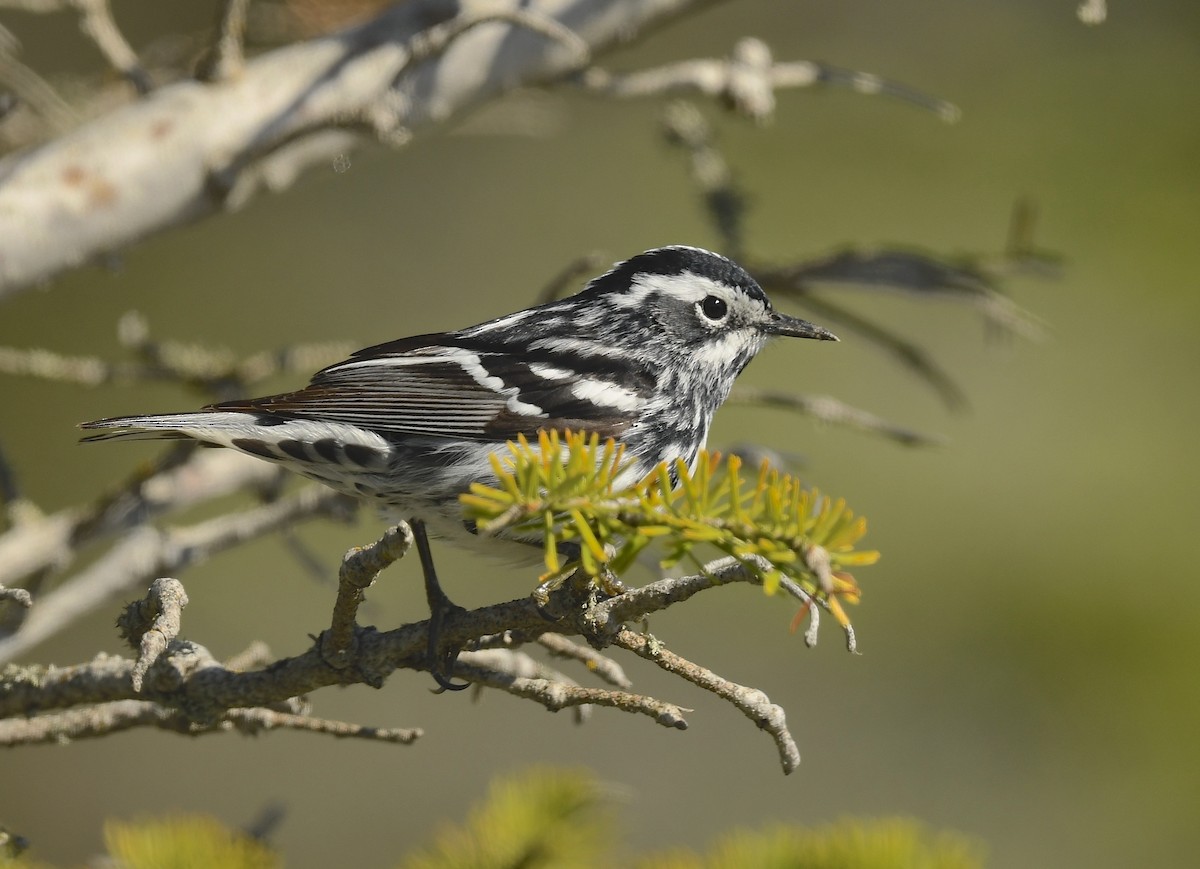 Black-and-white Warbler - ML620705807