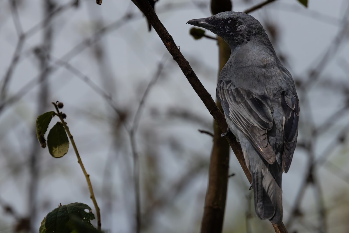 Common Cicadabird - Jaap Velden