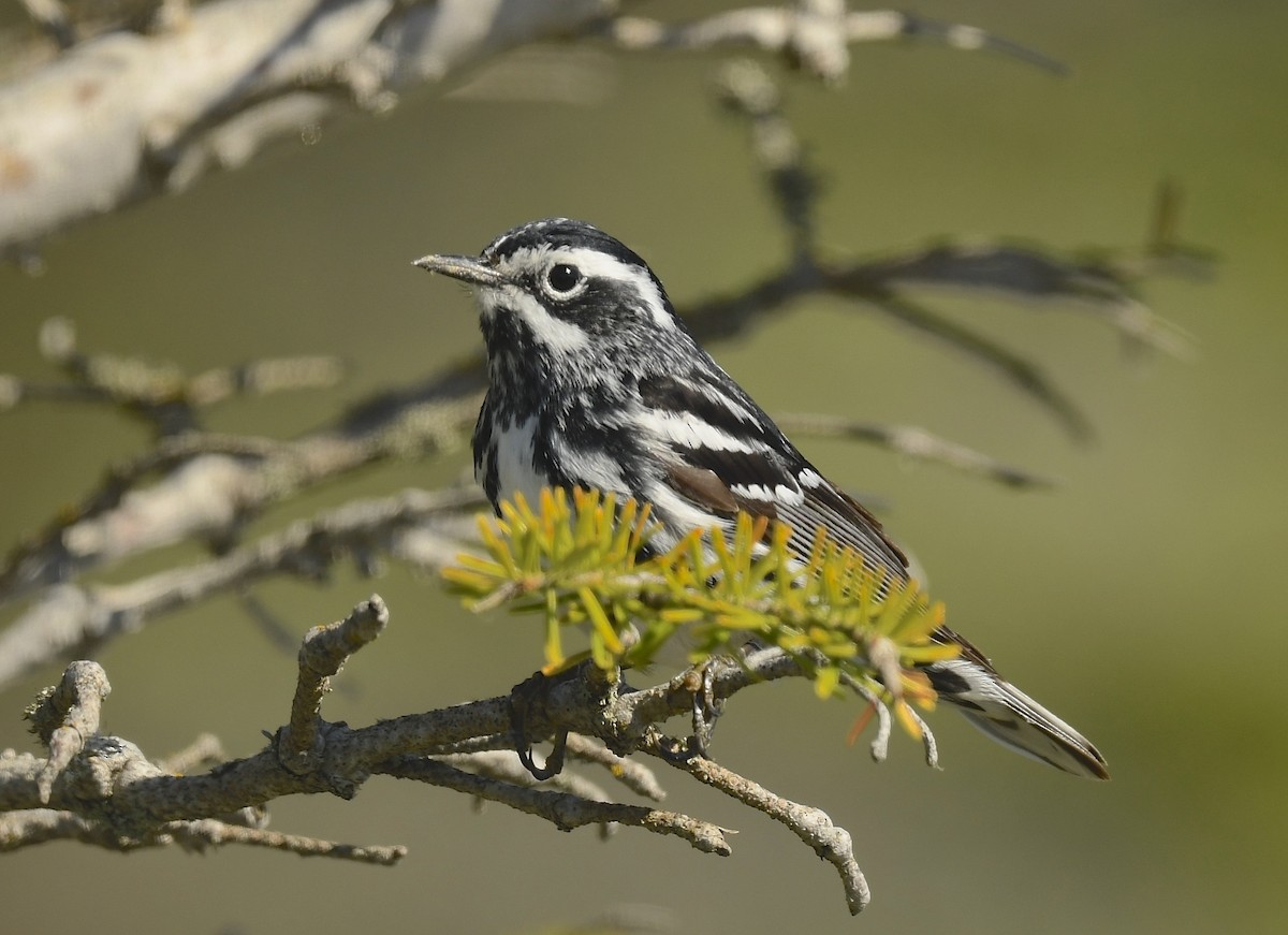 Black-and-white Warbler - ML620705809