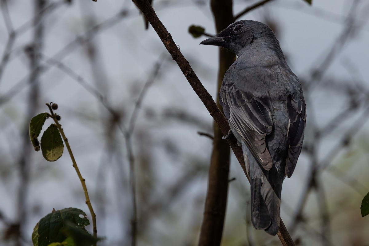 Common Cicadabird - ML620705810