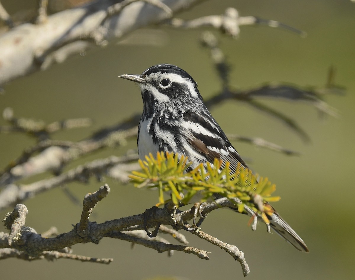 Black-and-white Warbler - ML620705811