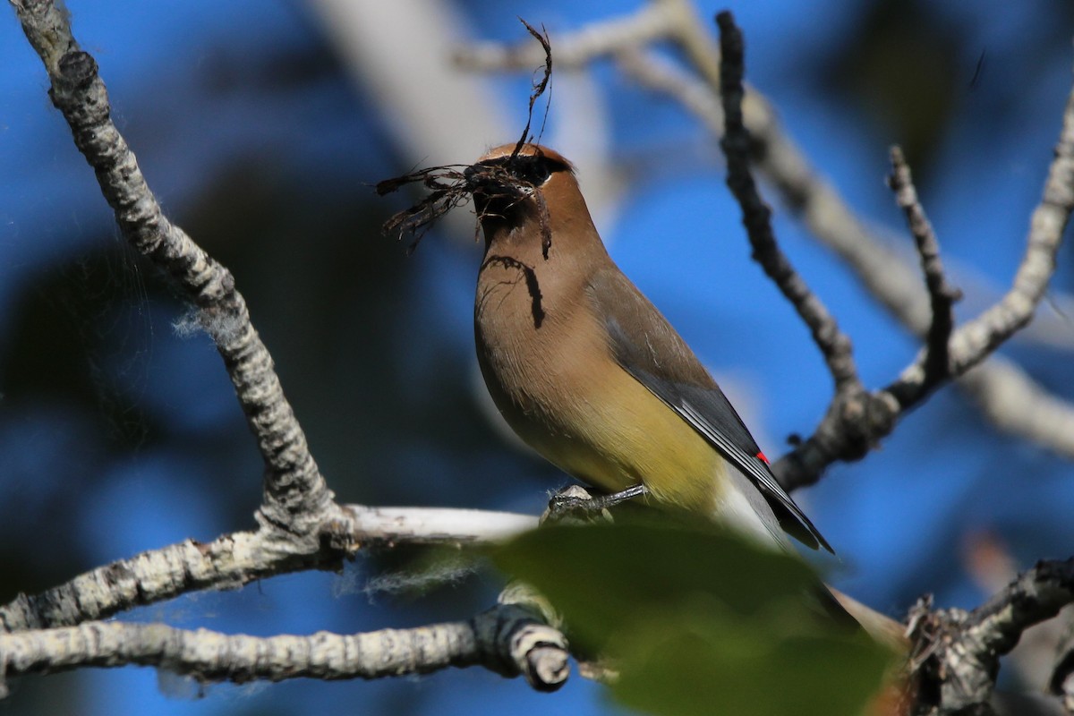 Cedar Waxwing - ML620705812