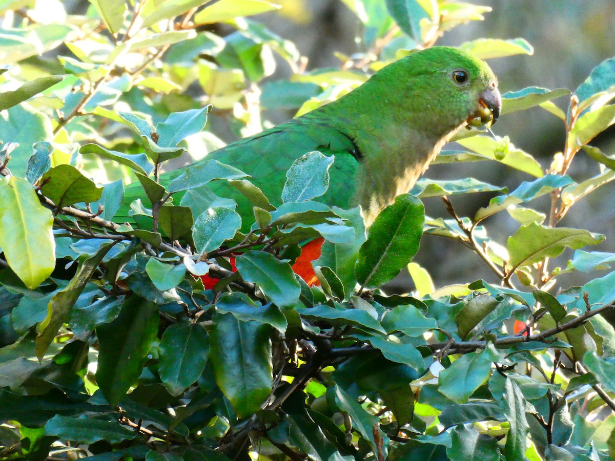 Australian King-Parrot - ML620705813