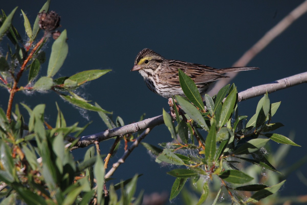 Savannah Sparrow - ML620705814