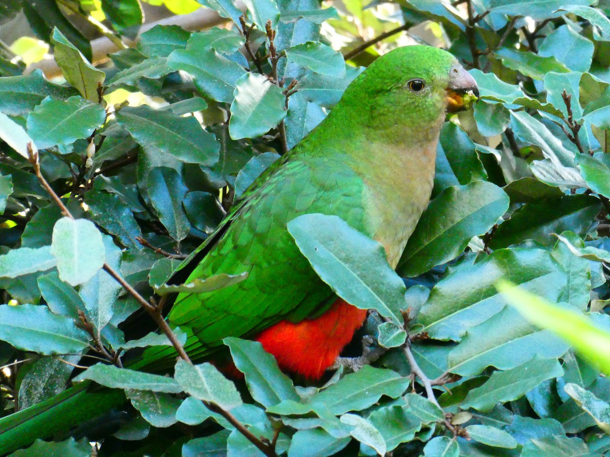 キンショウジョウインコ - ML620705817