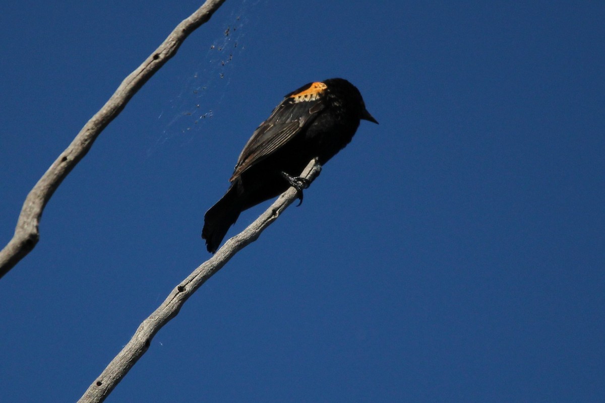 Red-winged Blackbird - ML620705818