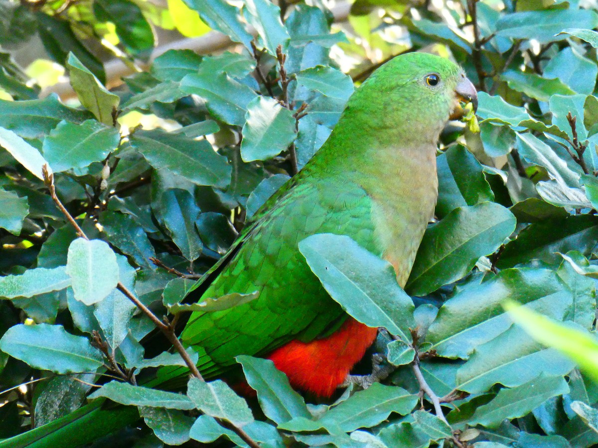Australian King-Parrot - ML620705819