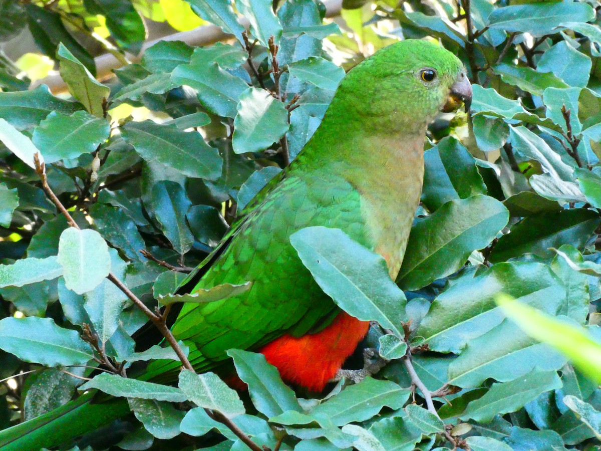 Australian King-Parrot - ML620705821