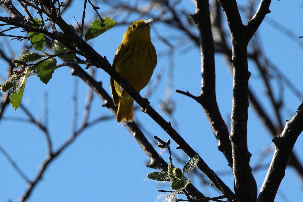 Yellow Warbler - ML620705822