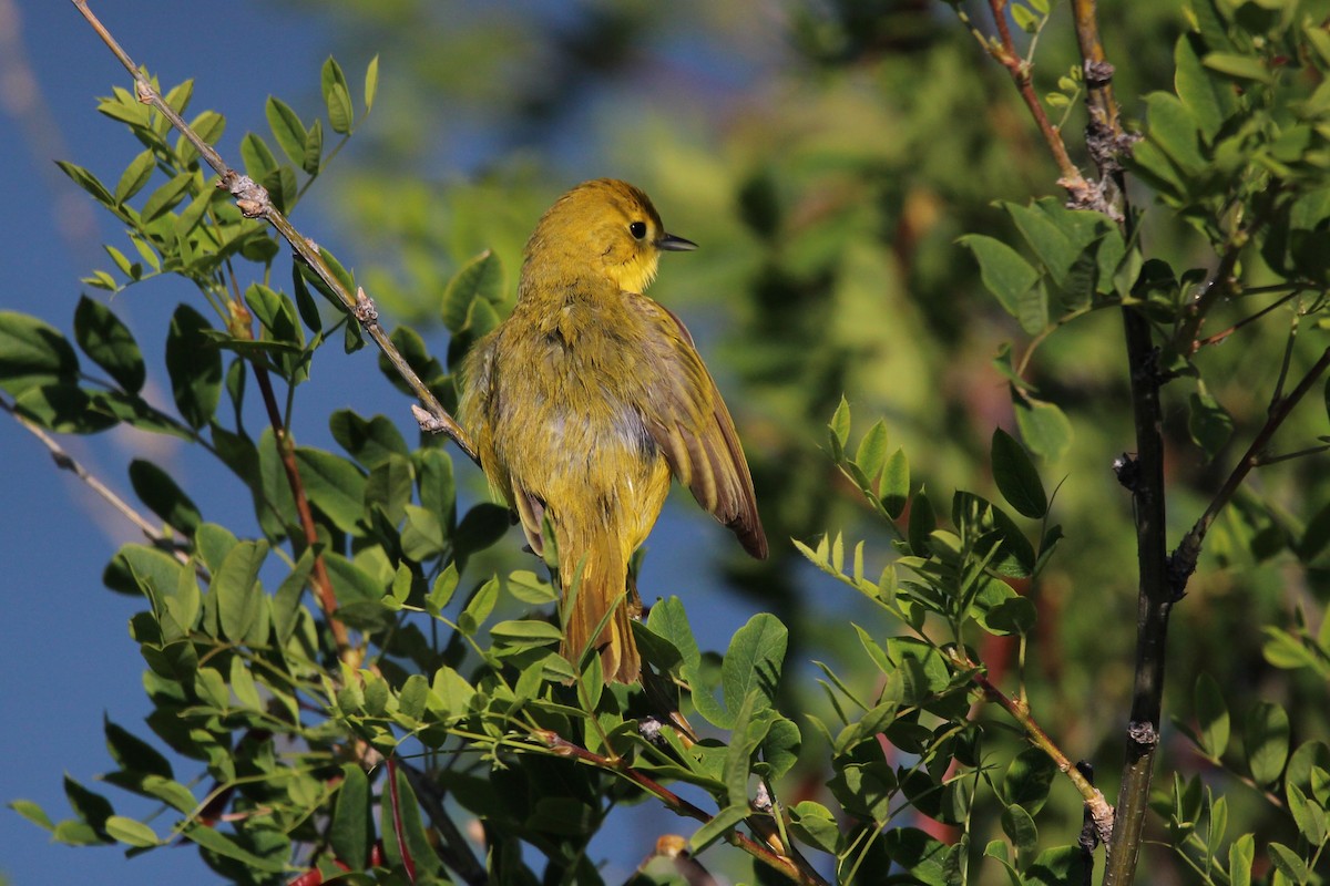 Yellow Warbler - ML620705823