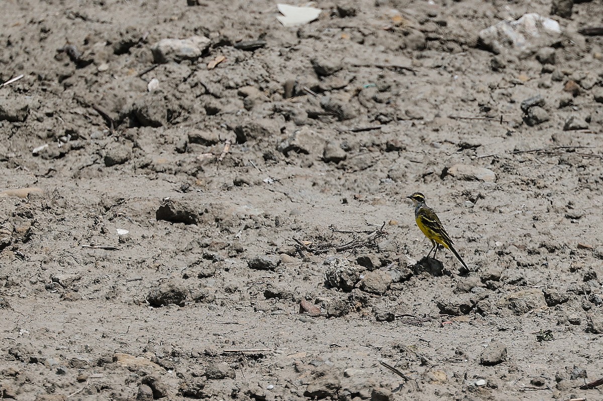 Eastern Yellow Wagtail - ML620705824