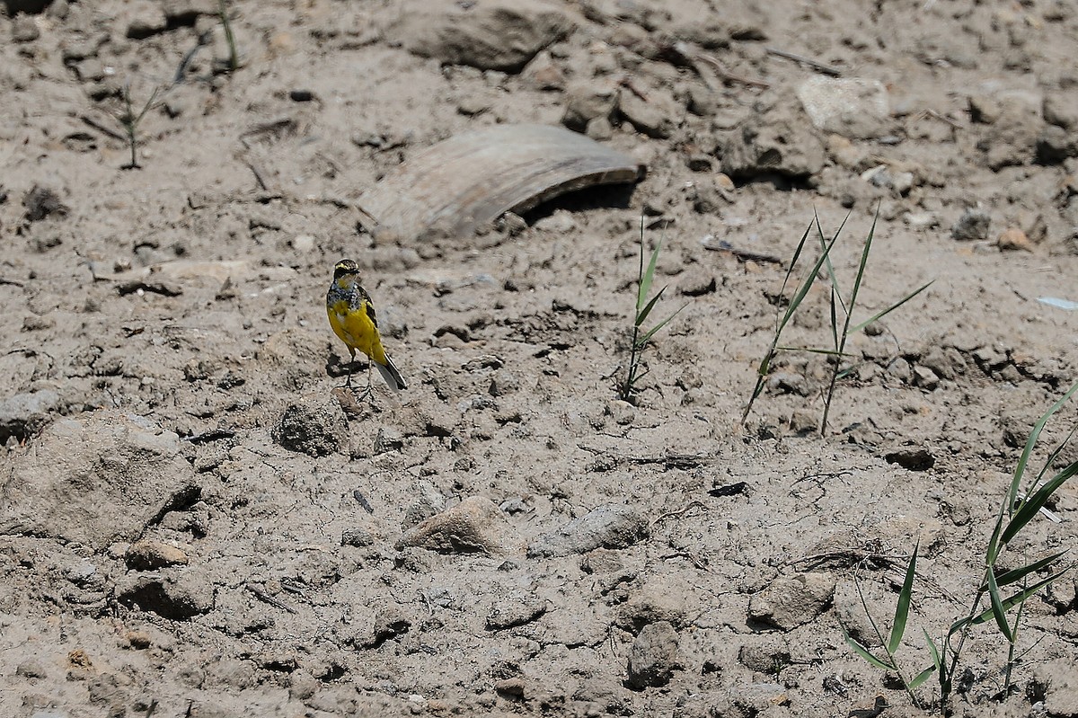 Eastern Yellow Wagtail - ML620705825