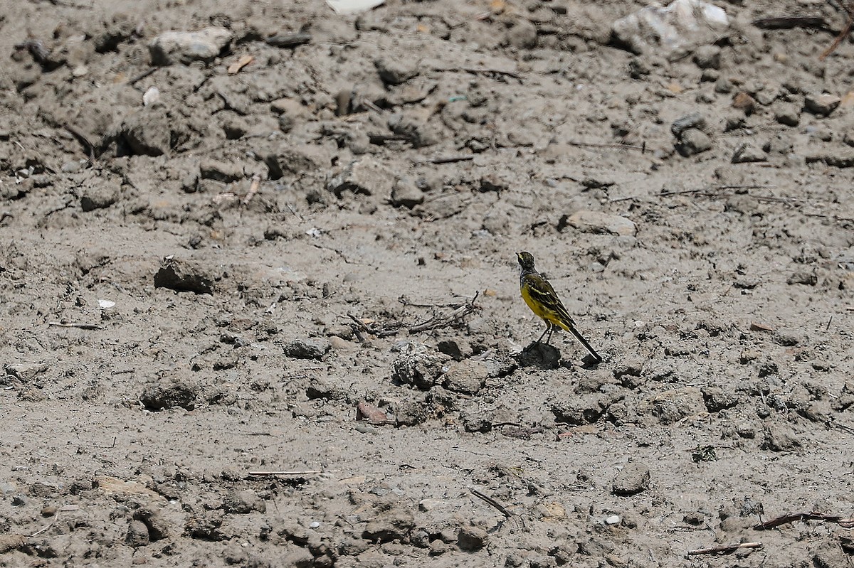 Eastern Yellow Wagtail - ML620705826