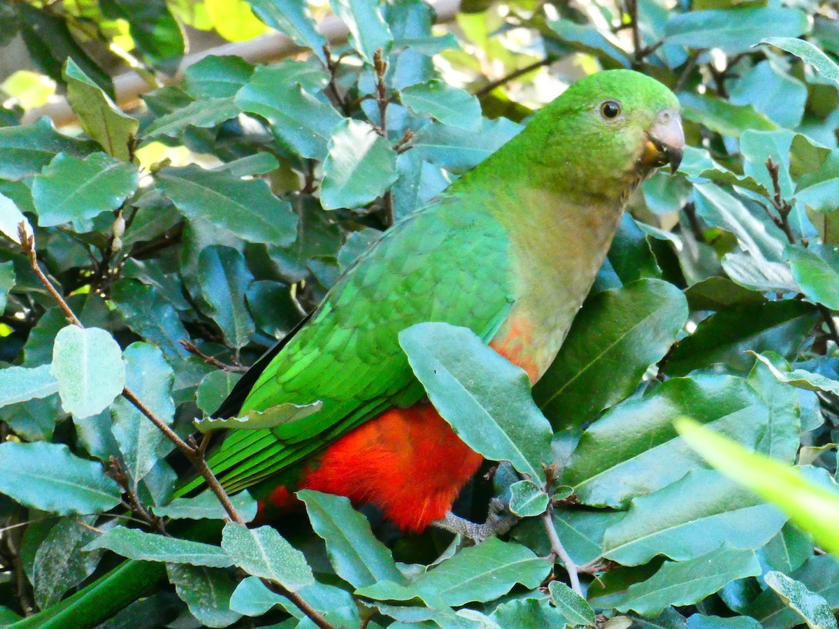 Australian King-Parrot - ML620705828