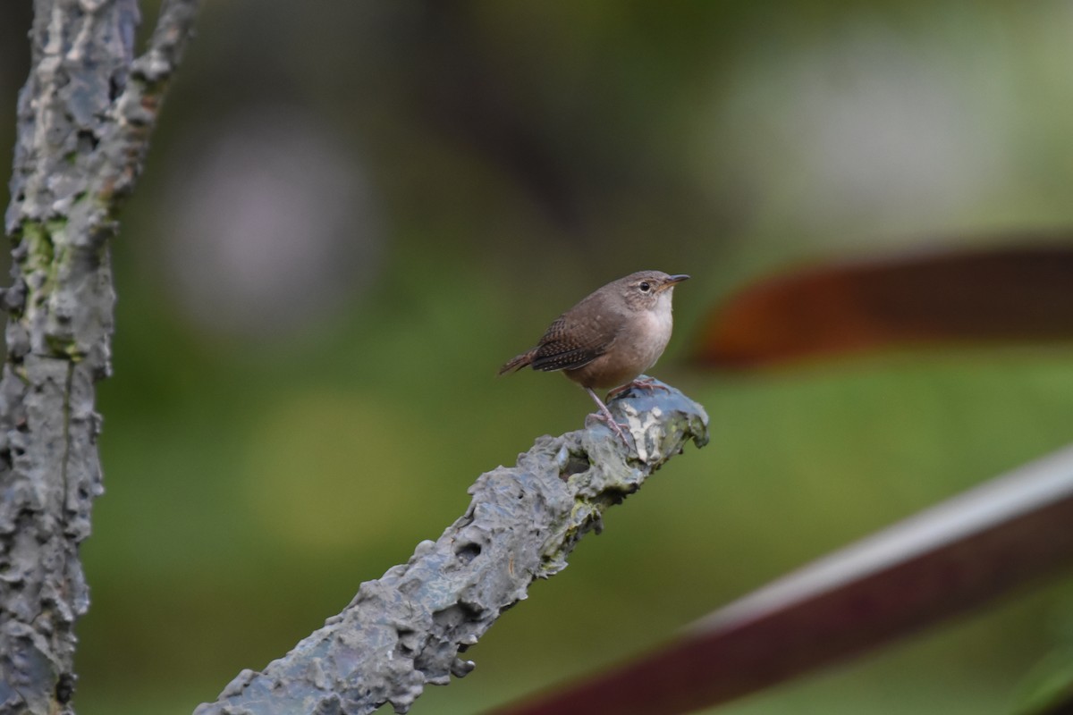 House Wren - ML620705834