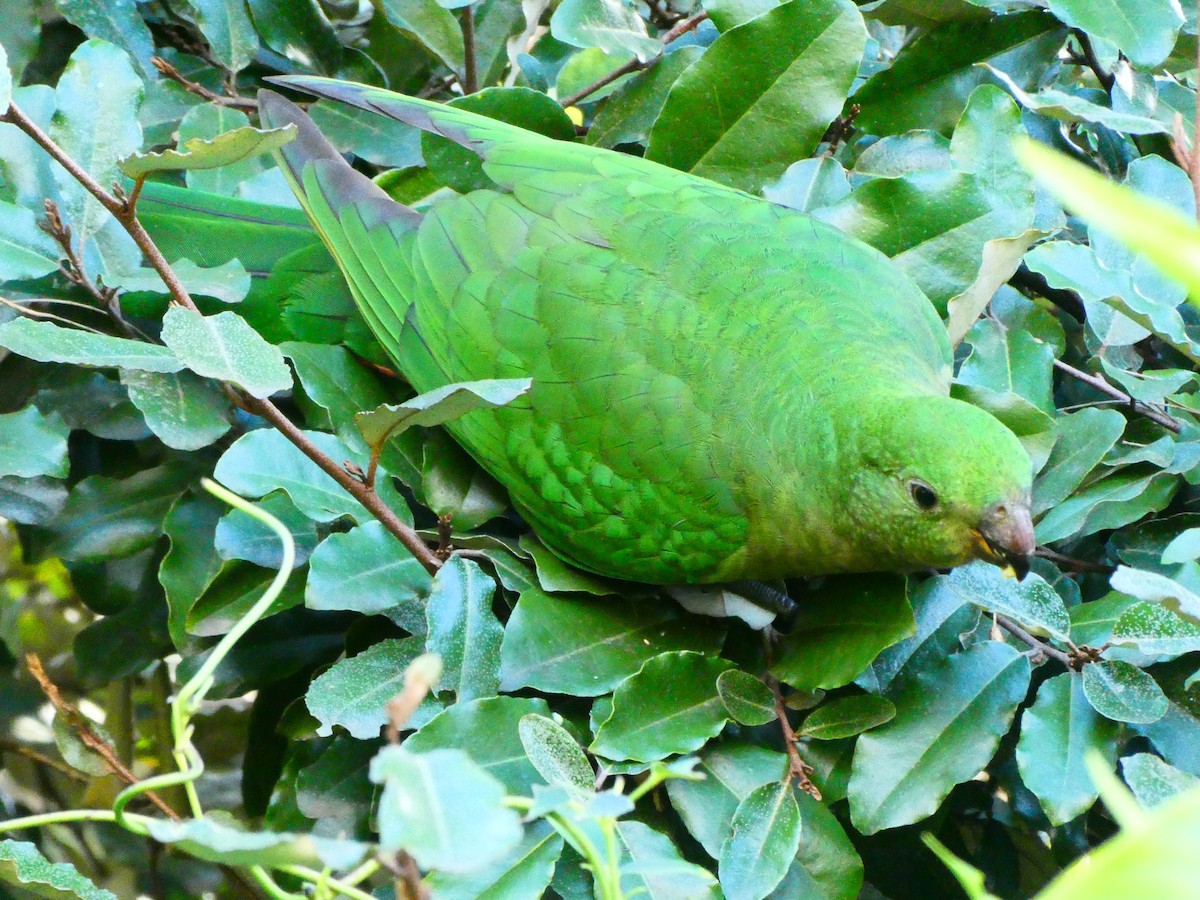 Australian King-Parrot - Lev Ramchen