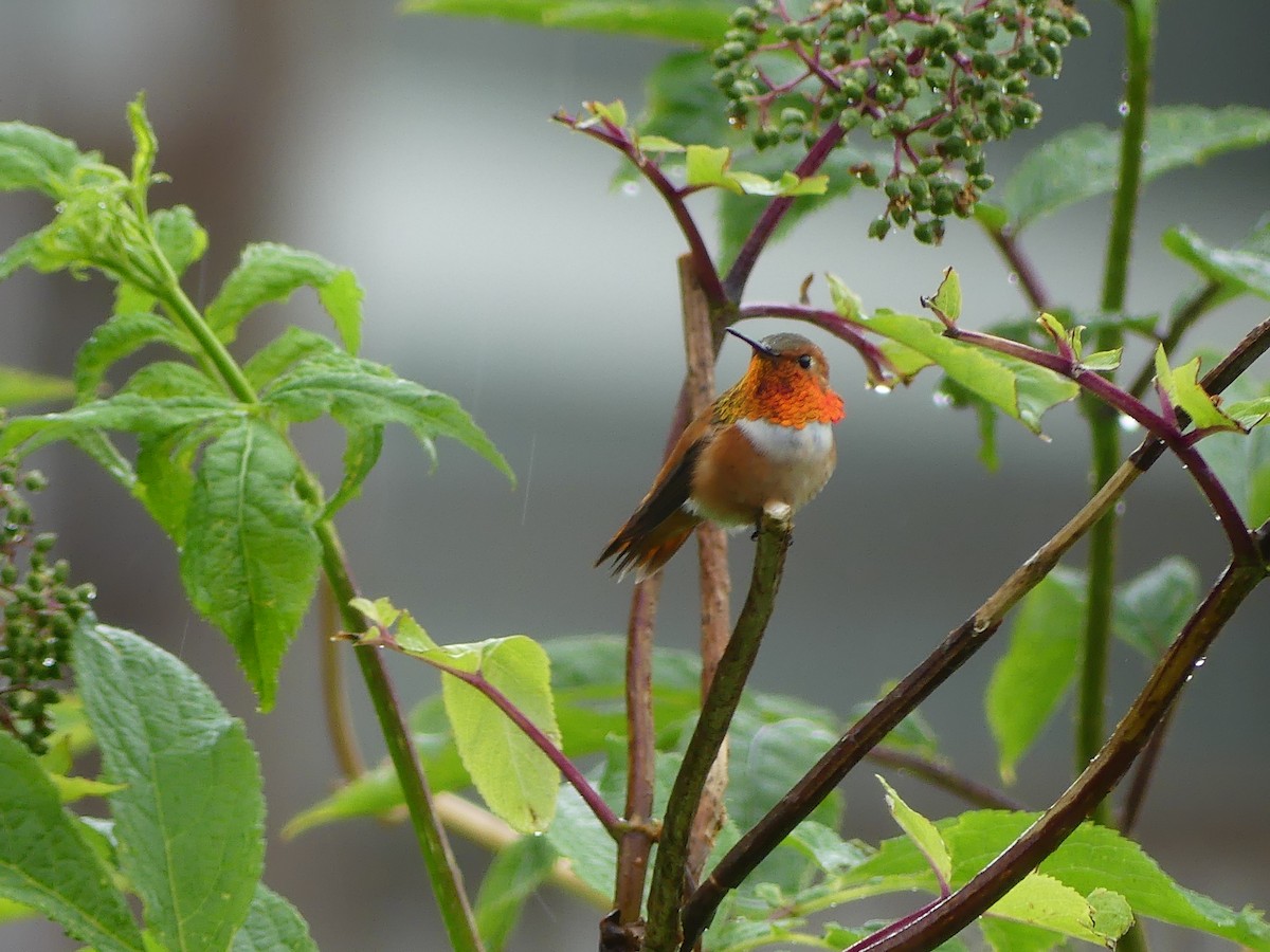 Rufous Hummingbird - ML620705838