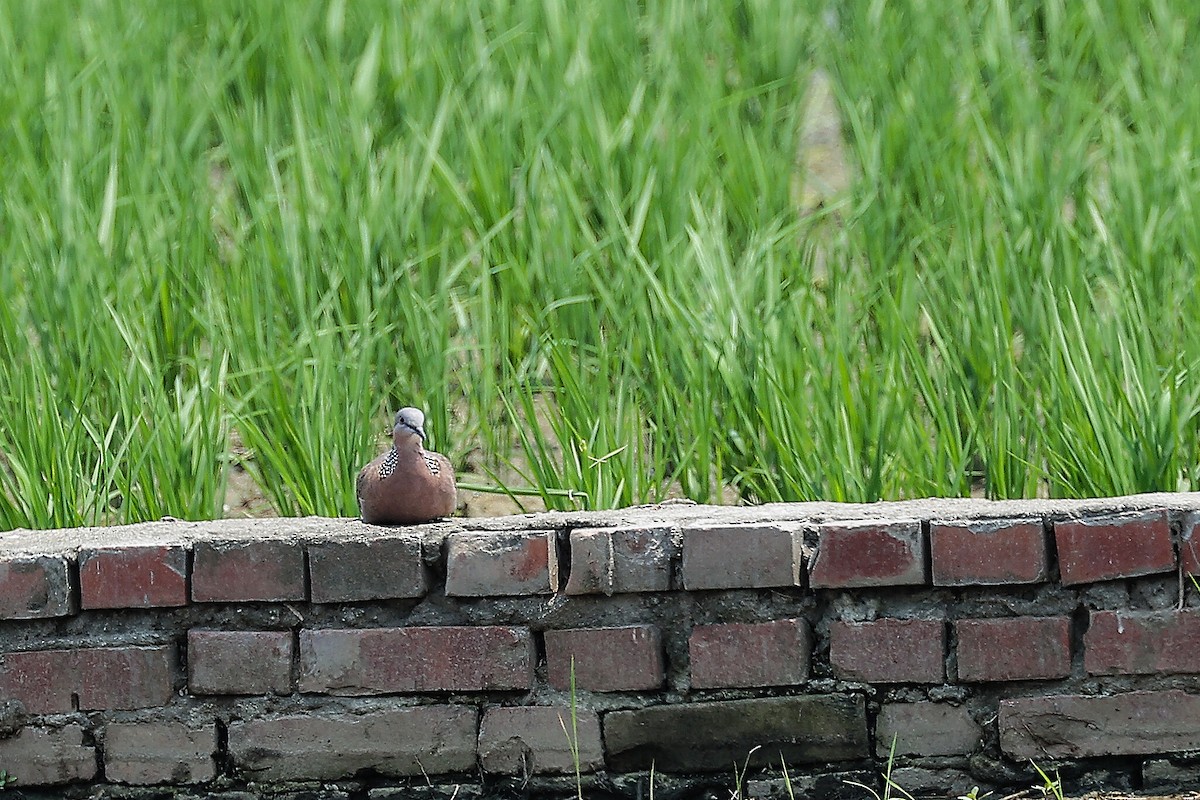 Spotted Dove - ML620705839