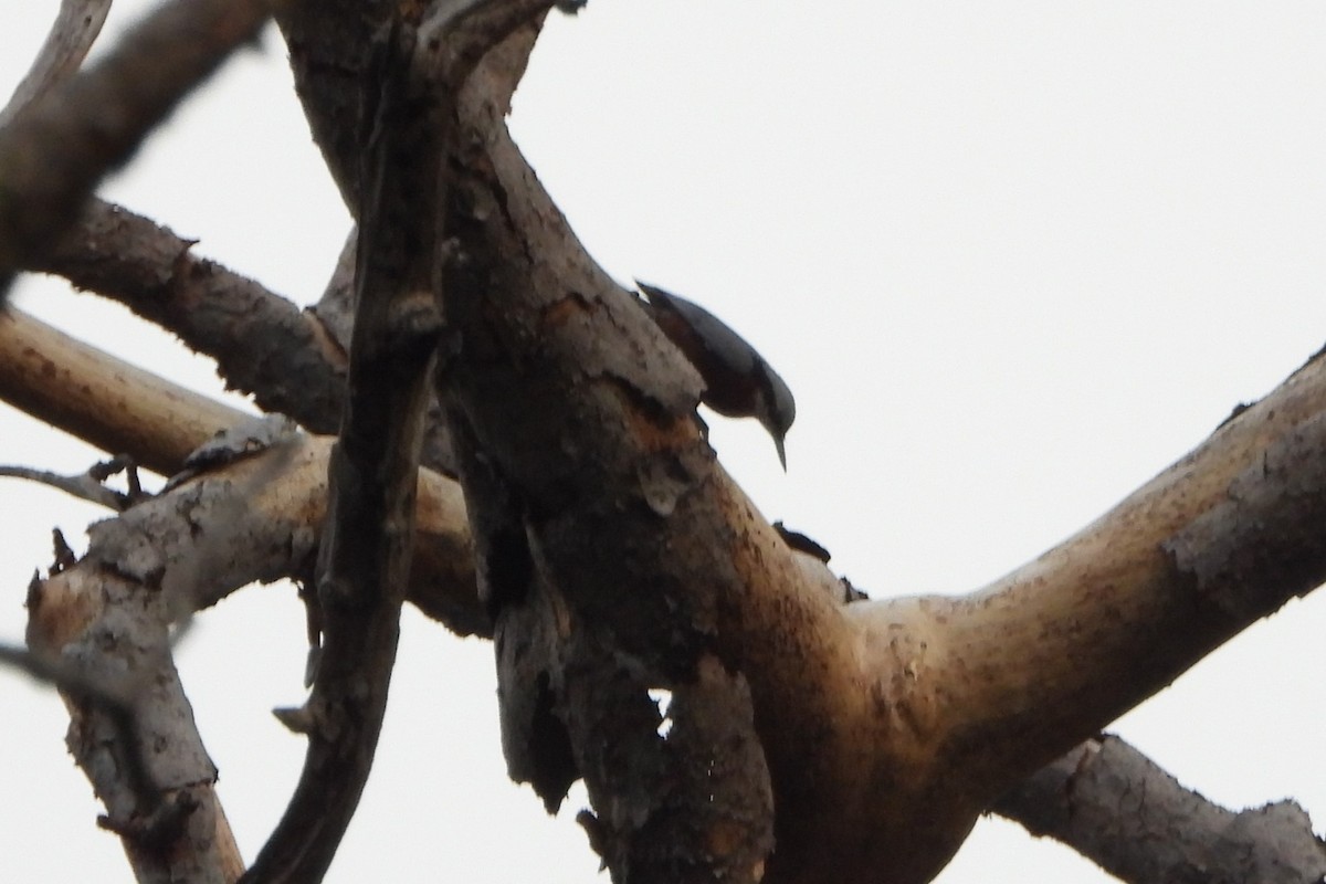 Indian Nuthatch - ML620705840