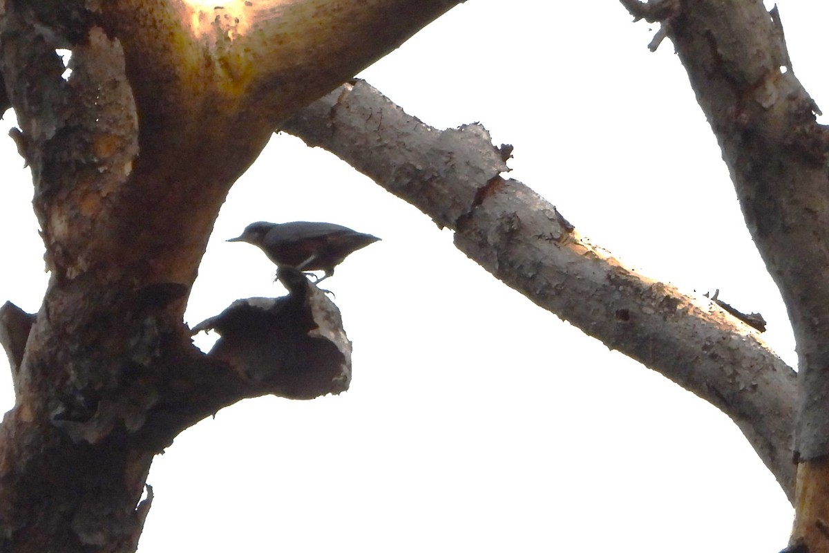 Indian Nuthatch - ML620705841