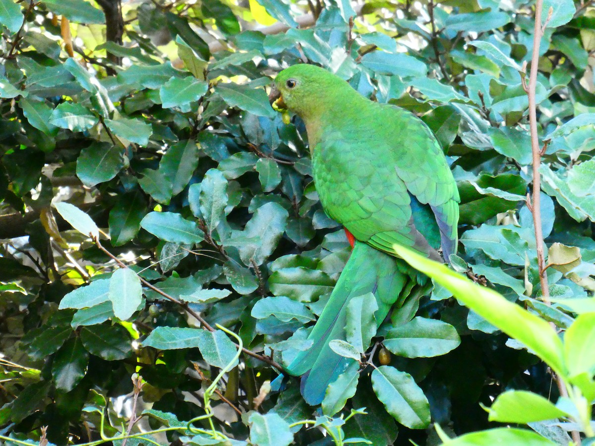 Australian King-Parrot - ML620705843