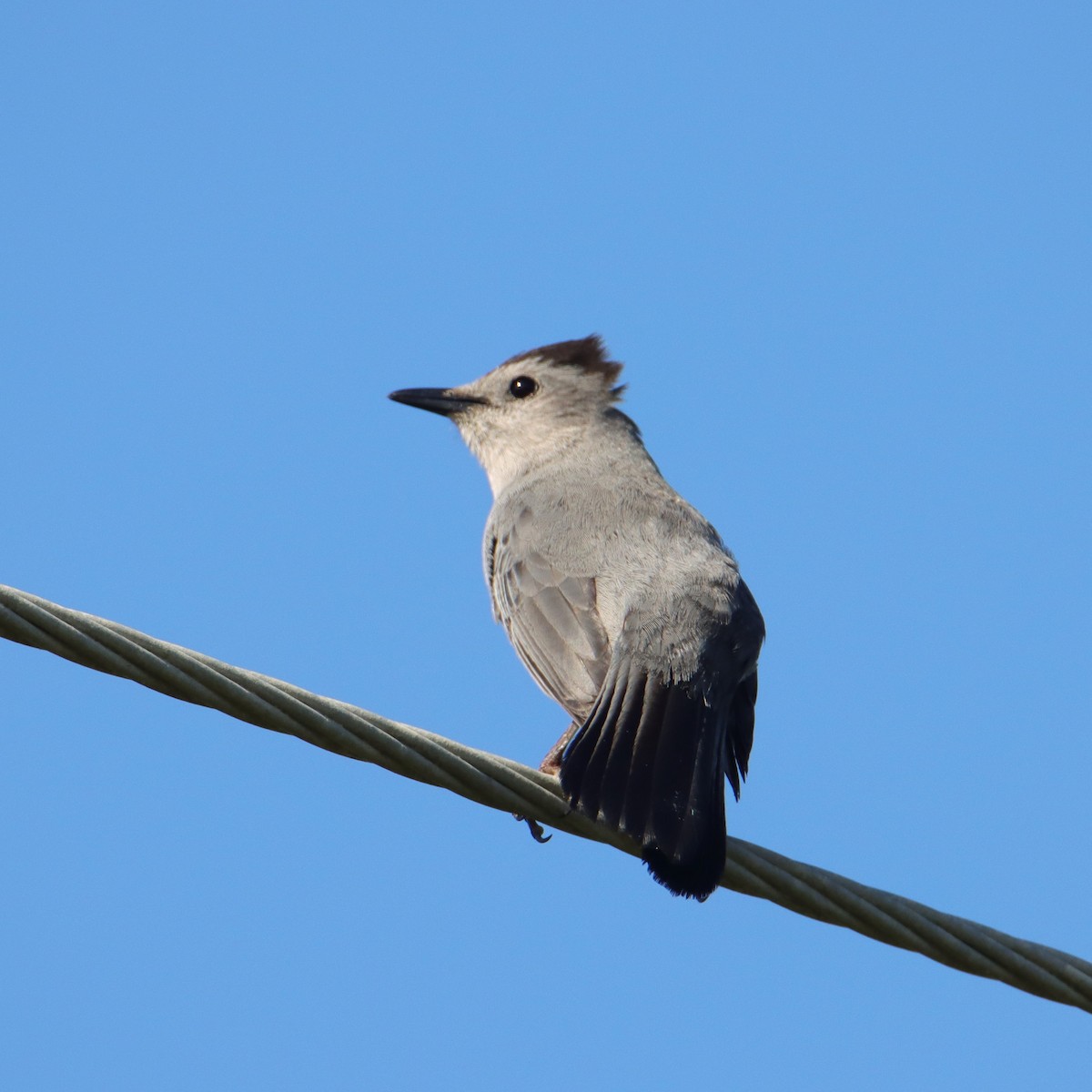 Pájaro Gato Gris - ML620705844