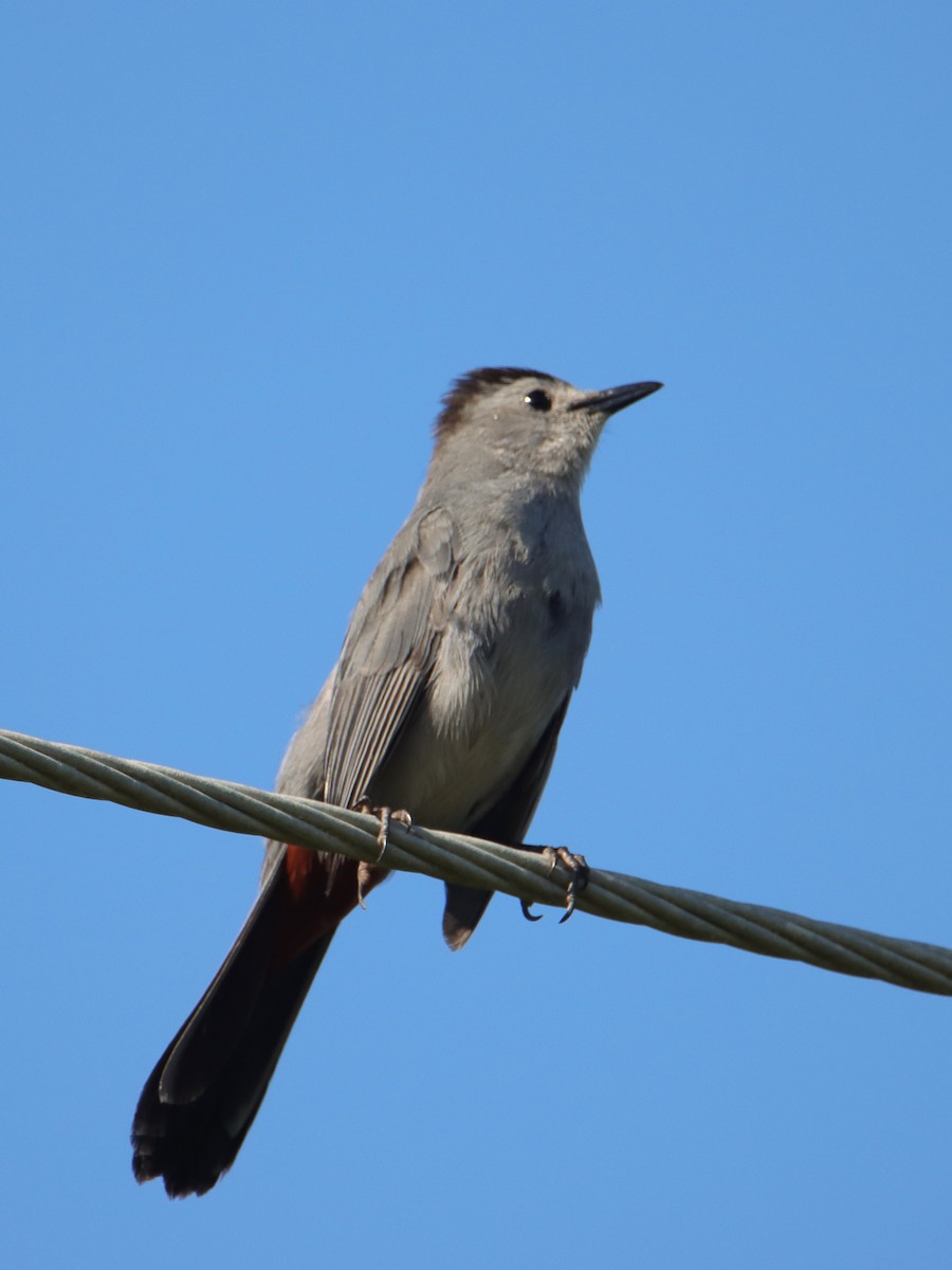 Pájaro Gato Gris - ML620705845