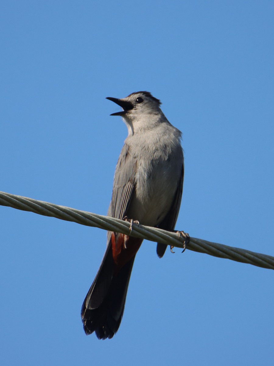 Gray Catbird - ML620705846