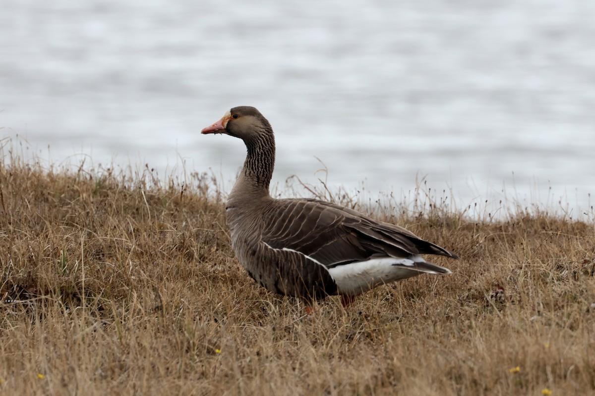 Greater White-fronted Goose - ML620705853