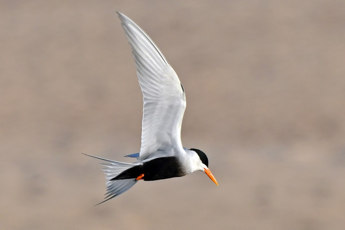 Black-bellied Tern - ML620705855