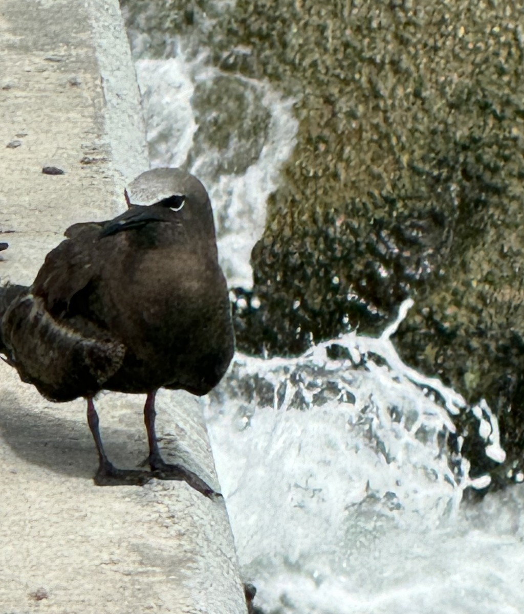 Brown Noddy - ML620705856