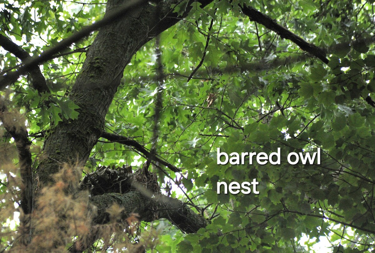 Barred Owl - ML620705858