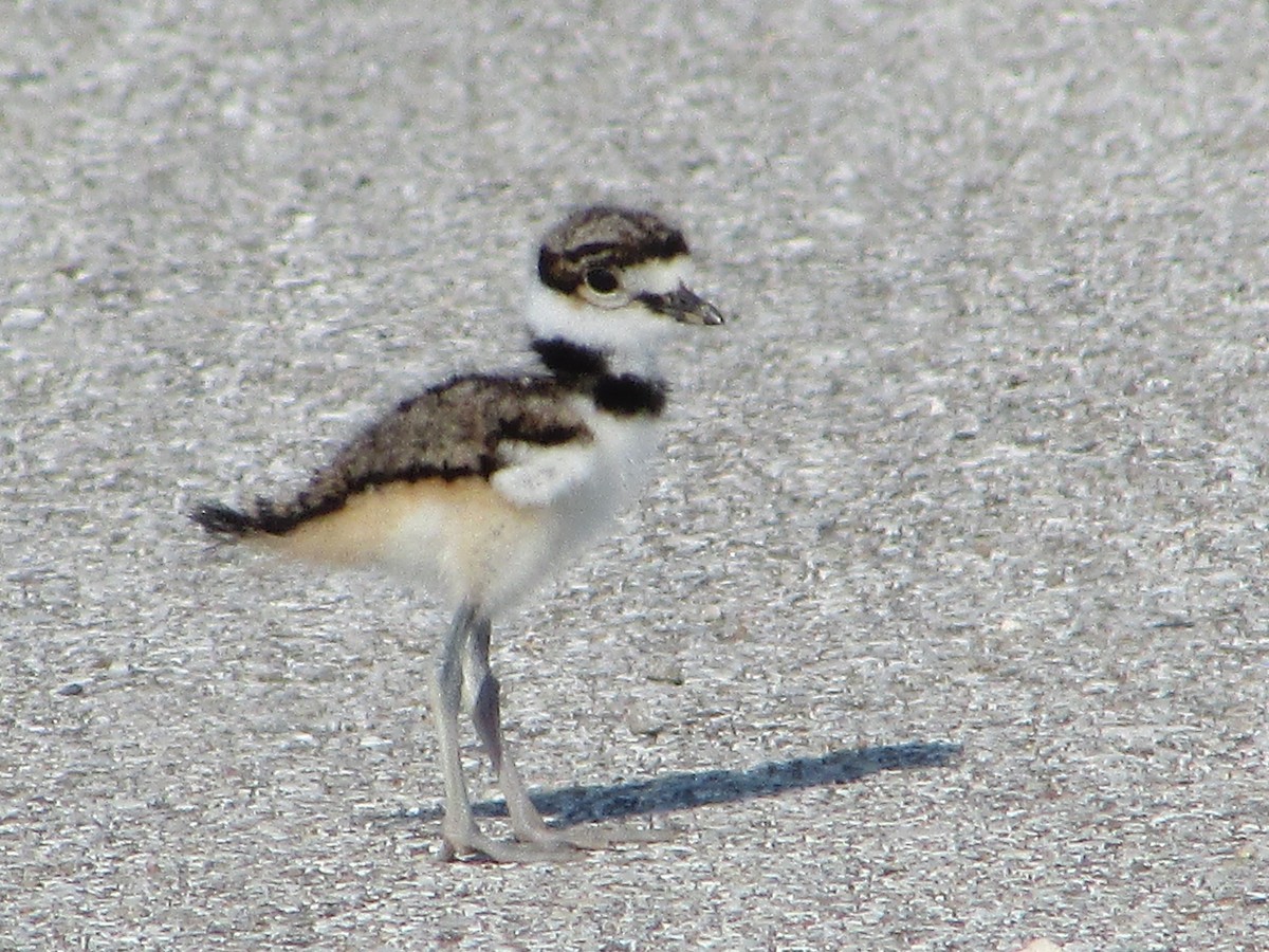 Killdeer - ML620705862