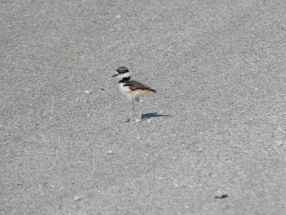 Killdeer - ML620705863