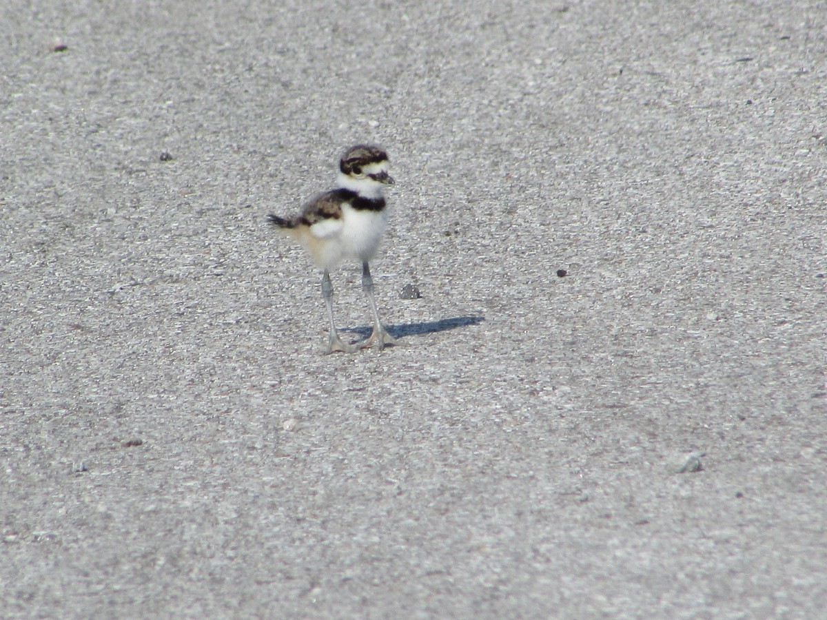 Killdeer - ML620705864