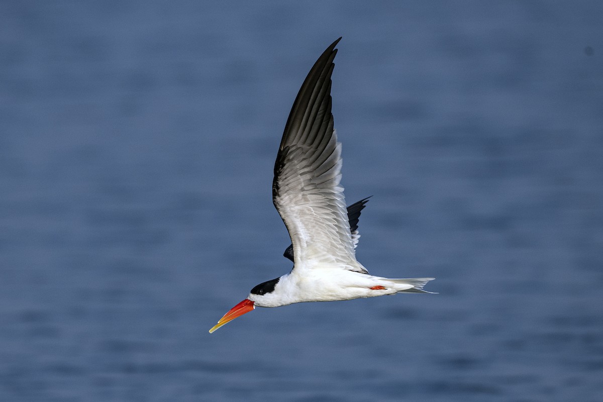 Indian Skimmer - ML620705869