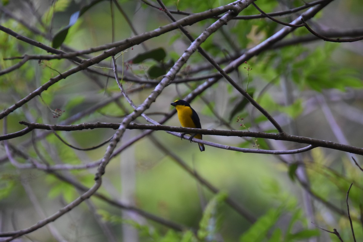 Yellow-crowned Euphonia - ML620705870