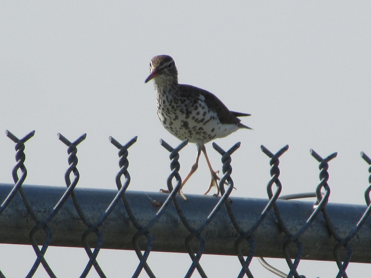 Spotted Sandpiper - ML620705871