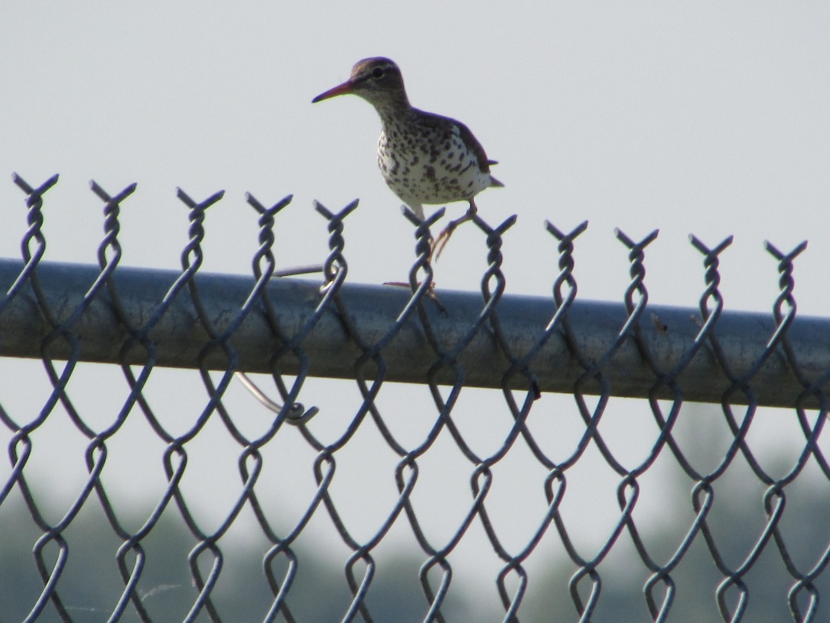 Spotted Sandpiper - ML620705872